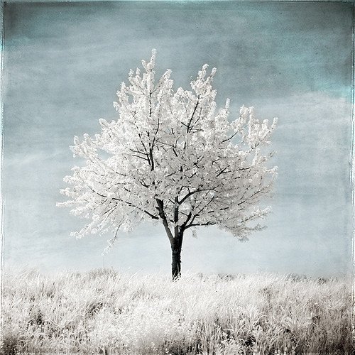 38045-winter.jpg, 89 KB