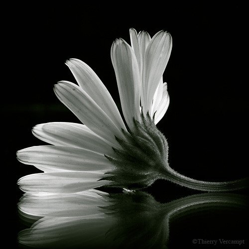 b,w,black,,,white,black,white,bw,flower,macro-8292732a9478bcf1132c2934ecdf4d9b_h.jpg, 39 KB