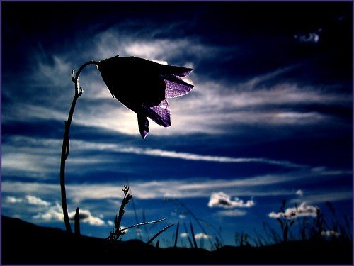 beautiful,clouds,flower,sky,dark,nature-588db9255b777b303457c72499039a77_h.jpg, 35 KB
