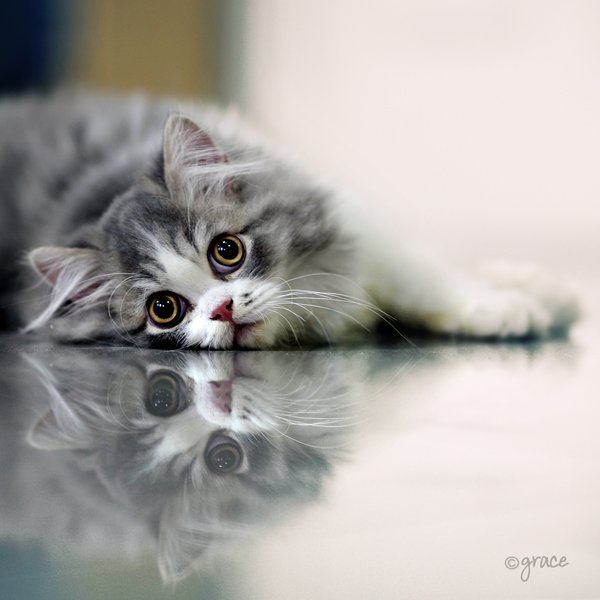 miss_you_____by_IgNgRez.jpg, 251 KB