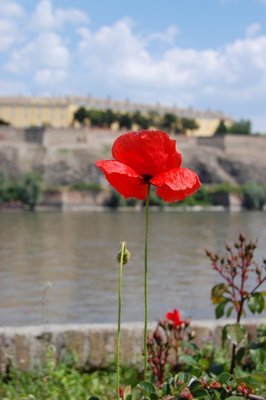 petrovaradinska-tvrdjava-novi-sad.JPG, 20 KB